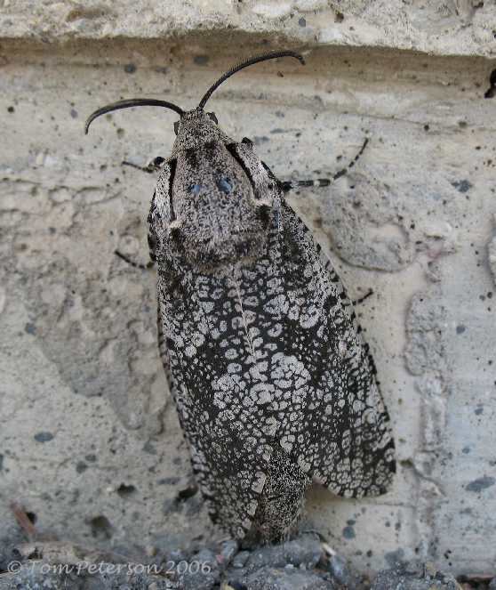 common carpet beetle. Carpenter worm Moth: Common